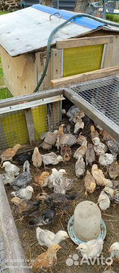 Цыплята несушки