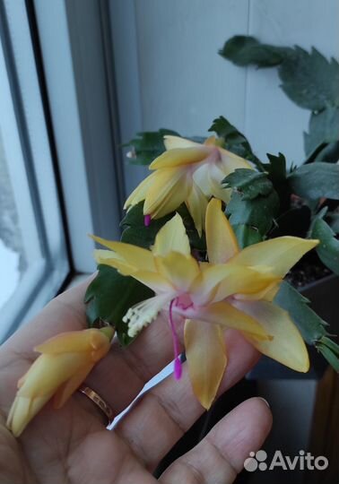 Шлюмбергера (декабрист)