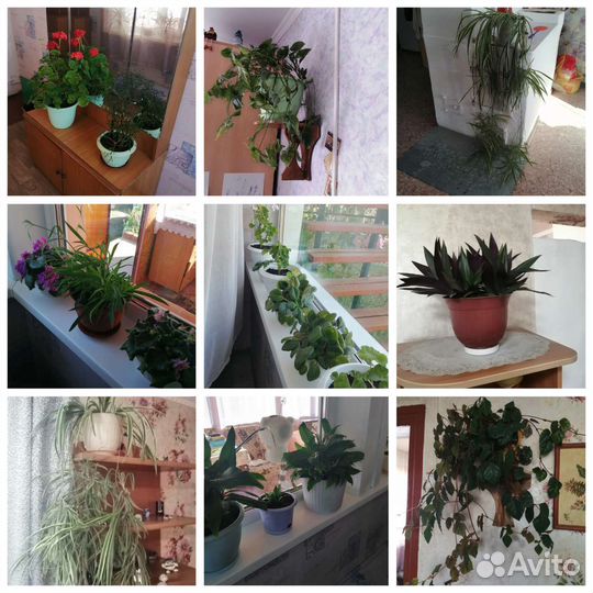 Перец, домашние цветы