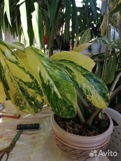 Замиокулькас вариегатный