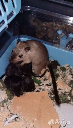 Монгольская песчанка