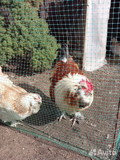 Петушок 5 мес.,ия, вывод на заказ