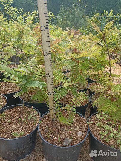 Рябинник рябинолистный