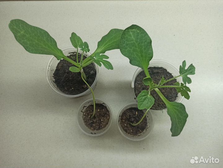 Бронь на рассаду арбузов и дынь на спец. подвое