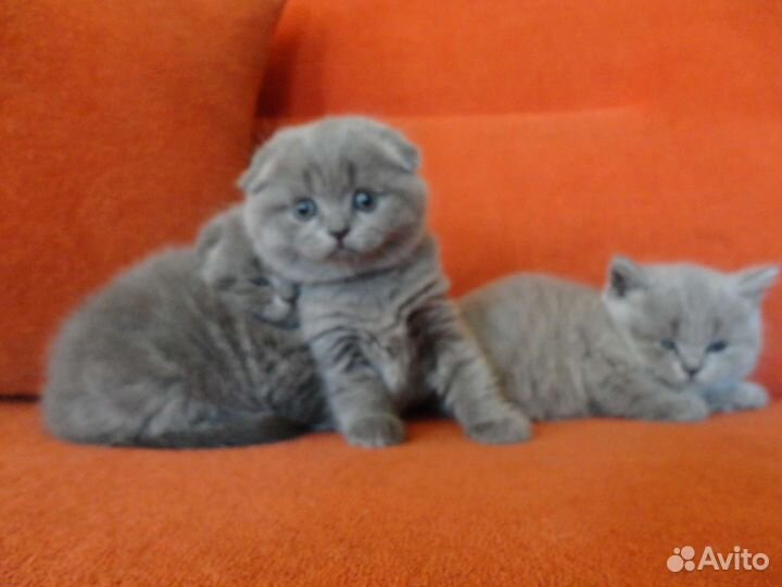 Толстощекая Крупная Порода Медвежьего Типа