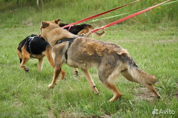 Собаки бесплатно. Лили