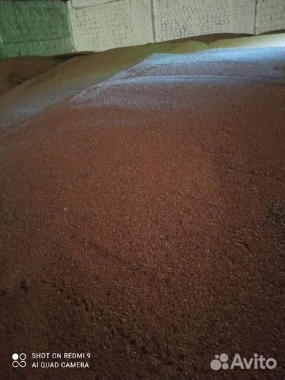 Зерно пшеница ячмень