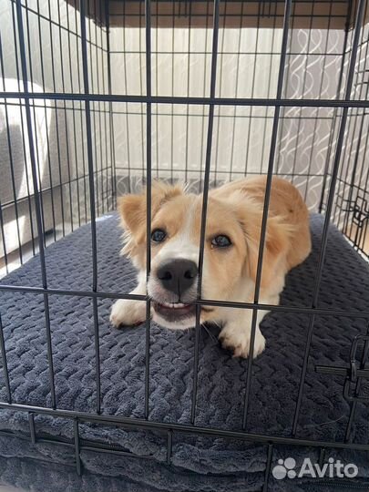 Клетка для собак