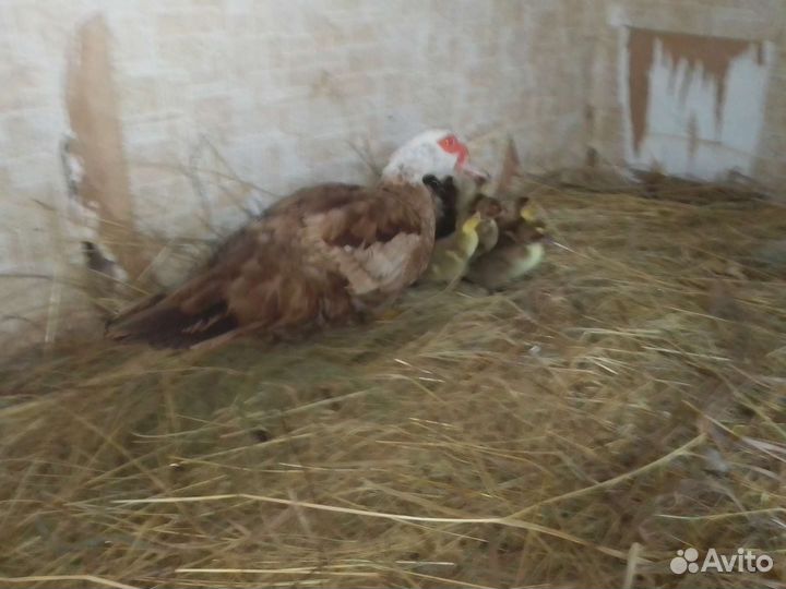 Индоутята+утка