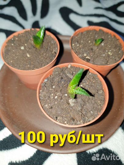 Кактусы и суккуленты