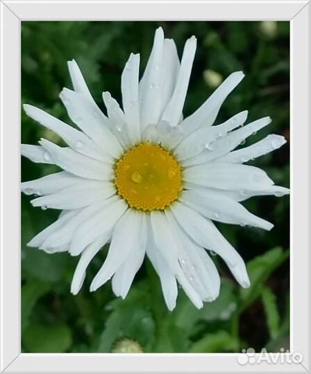 Садовые цветы и растения