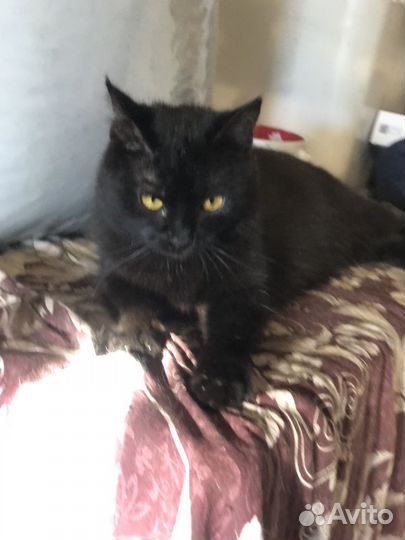 Ласковый нежный котик