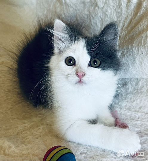 Пушистое чудо