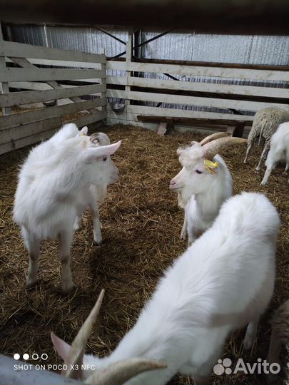 Козел Зааненский