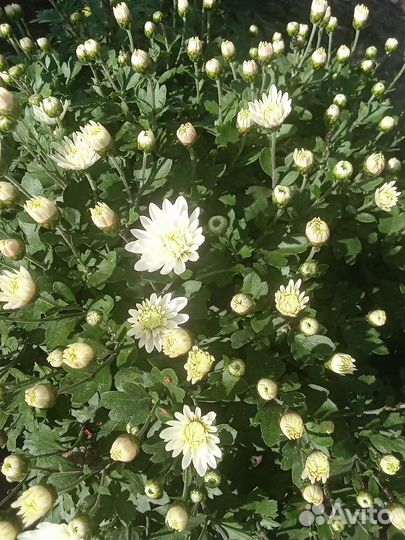 Хризантема