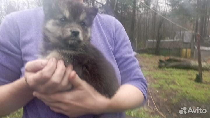 Помесь Хаски и Каролинской