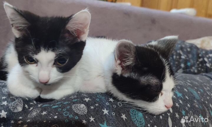 Отдам бесплатно