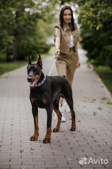 Аренда добермана