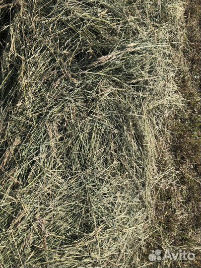 Сено многолетних трав