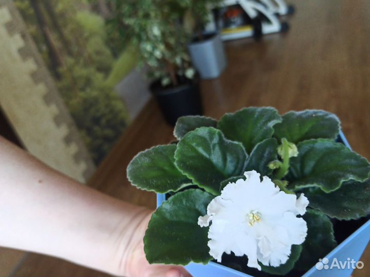 Фиалка с фото