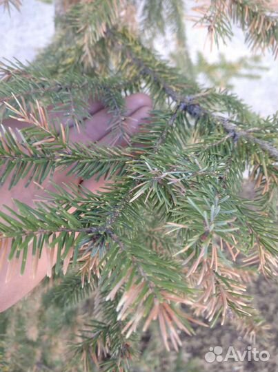 Ель голубая