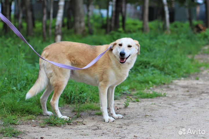 Собака в добрые руки