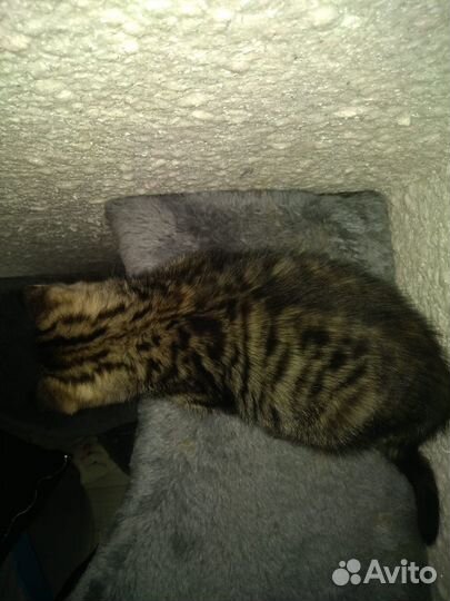 Кошечка в добрые руки