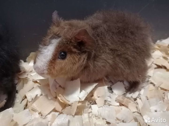 Морская свинка