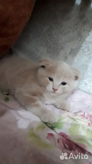 Котенок британец вислоухий