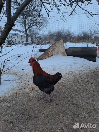 Куры брама, петухи разных пород