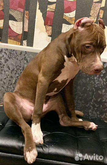 Щенки Прайтер-Пит (русский питбуль)