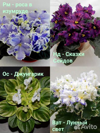 Детки сортовых фиалок