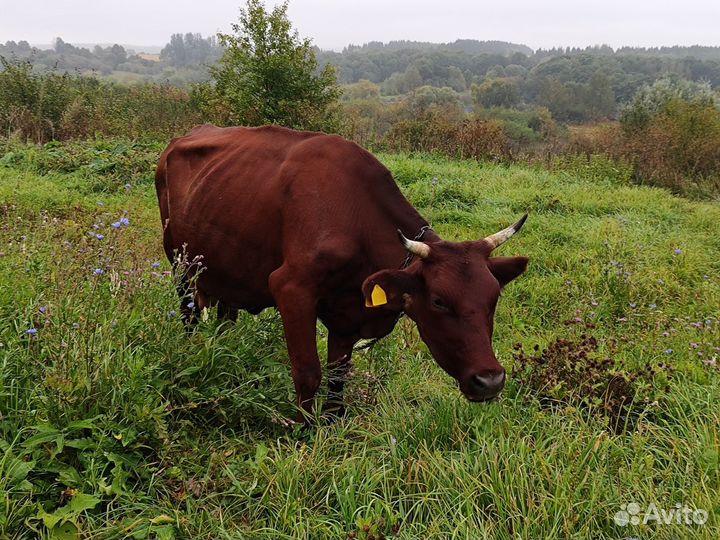 Красногорбатовская корова