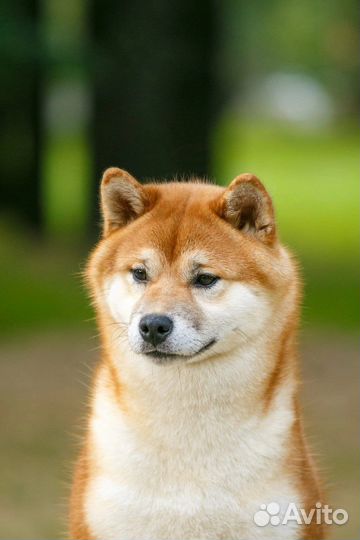 Кобель Сиба для вязки