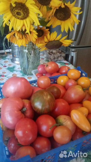 Наберем для вас самых лучших помидор