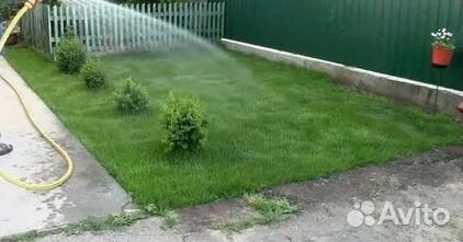 Газон рулонный