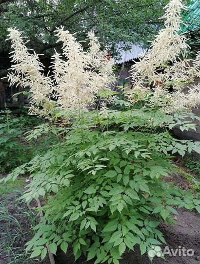 Декоративные растения для сада. Кустарники