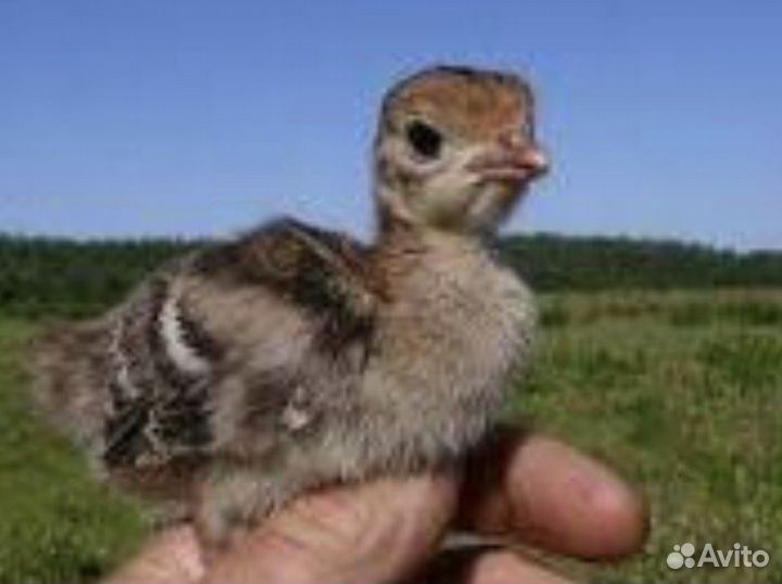 Индюшата Бронза-708