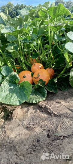 Тыква Оранж саммер F1
