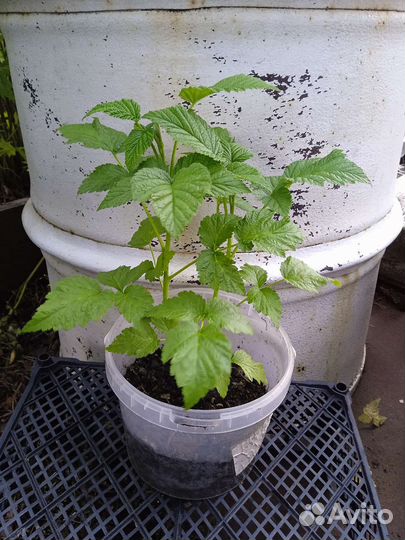 Малина Гордость россии