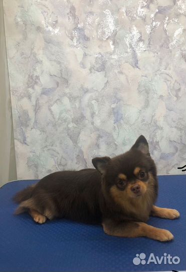 Вязка кобель чихуахуа