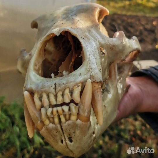 Череп медведя(имитация)