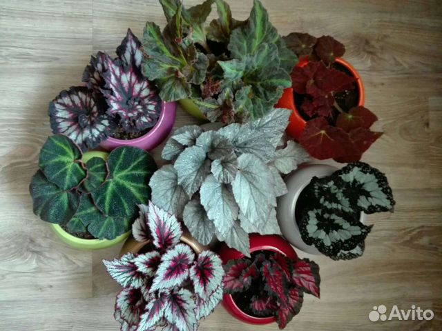 Бегонии декоративнолиственные
