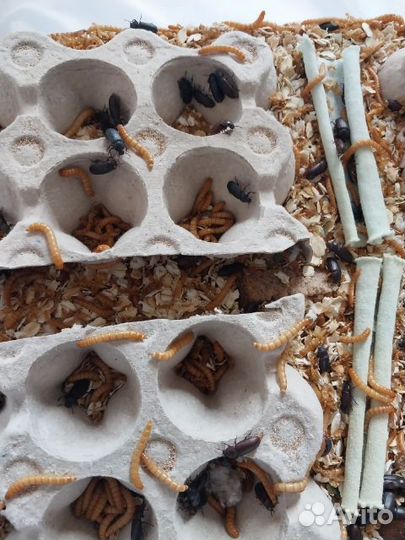 Мучной червь (живой)