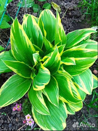 Хоста, хризантема мультифлора и др