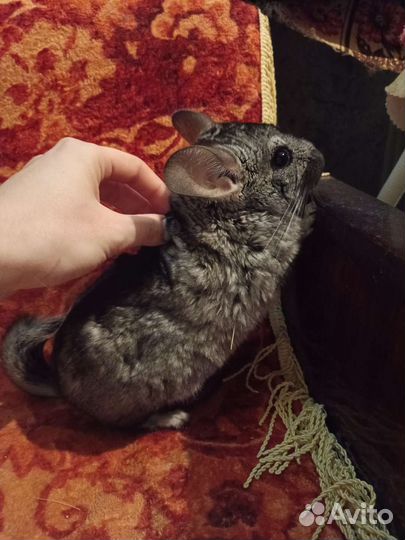 Шиншилла