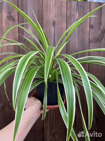 Хлорофитум