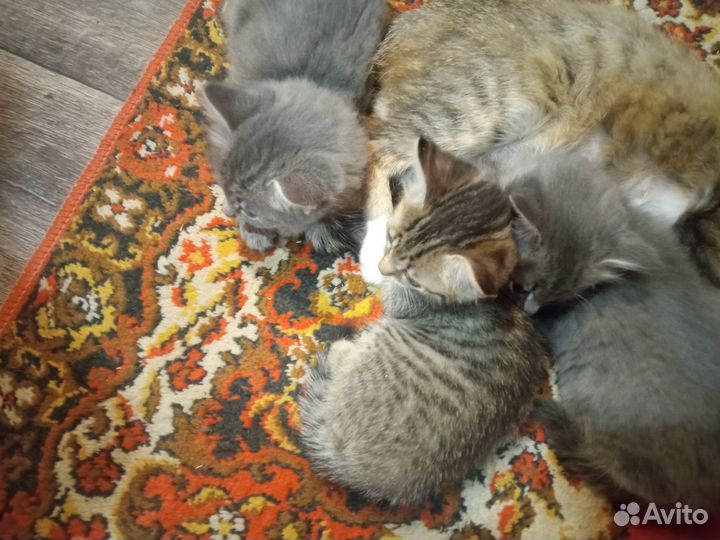 Отдам котят в хорошие руки