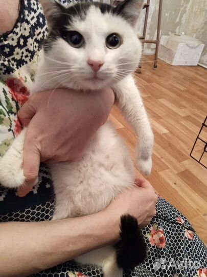 Кот ищет дом