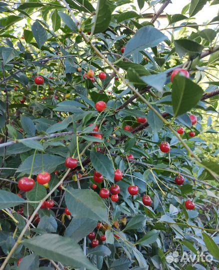 Саженцы вишни,двухлетки